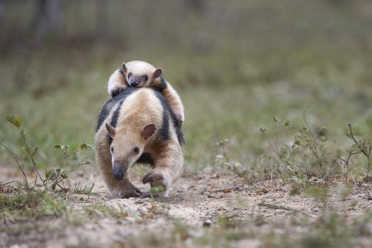 Southern Tamandua (Tamandua tetradactyla) in defensive posture