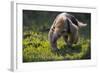 Southern Tamandua (Tamandua Tetradactyla) Pantanal, Brazil-Hermann Brehm-Framed Photographic Print