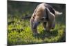 Southern Tamandua (Tamandua Tetradactyla) Pantanal, Brazil-Hermann Brehm-Mounted Photographic Print