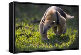 Southern Tamandua (Tamandua Tetradactyla) Pantanal, Brazil-Hermann Brehm-Framed Stretched Canvas