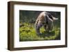 Southern Tamandua (Tamandua Tetradactyla) Pantanal, Brazil-Hermann Brehm-Framed Photographic Print