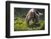 Southern Tamandua (Tamandua Tetradactyla) Pantanal, Brazil-Hermann Brehm-Framed Photographic Print