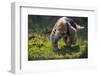 Southern Tamandua (Tamandua Tetradactyla) Pantanal, Brazil-Hermann Brehm-Framed Photographic Print