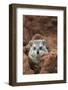 Southern Tree Hyrax (Dendrohyrax Arboreus) on a Termite Mound-Cheryl-Samantha Owen-Framed Photographic Print