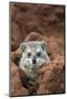 Southern Tree Hyrax (Dendrohyrax Arboreus) on a Termite Mound-Cheryl-Samantha Owen-Mounted Photographic Print