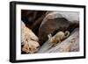 Southern viscacha (Lagidium viscacia) near Laguna Colorada, Bolivia.-Daniel Heuclin-Framed Photographic Print