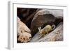 Southern viscacha (Lagidium viscacia) near Laguna Colorada, Bolivia.-Daniel Heuclin-Framed Photographic Print