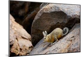 Southern viscacha (Lagidium viscacia) near Laguna Colorada, Bolivia.-Daniel Heuclin-Mounted Photographic Print