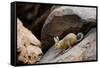 Southern viscacha (Lagidium viscacia) near Laguna Colorada, Bolivia.-Daniel Heuclin-Framed Stretched Canvas