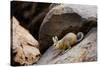 Southern viscacha (Lagidium viscacia) near Laguna Colorada, Bolivia.-Daniel Heuclin-Stretched Canvas