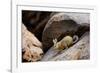 Southern viscacha (Lagidium viscacia) near Laguna Colorada, Bolivia.-Daniel Heuclin-Framed Photographic Print