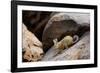 Southern viscacha (Lagidium viscacia) near Laguna Colorada, Bolivia.-Daniel Heuclin-Framed Photographic Print