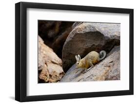 Southern viscacha (Lagidium viscacia) near Laguna Colorada, Bolivia.-Daniel Heuclin-Framed Photographic Print