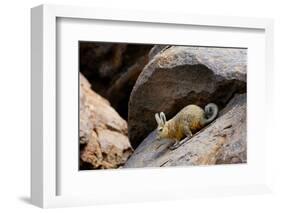 Southern viscacha (Lagidium viscacia) near Laguna Colorada, Bolivia.-Daniel Heuclin-Framed Photographic Print