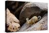 Southern viscacha (Lagidium viscacia) near Laguna Colorada, Bolivia.-Daniel Heuclin-Stretched Canvas