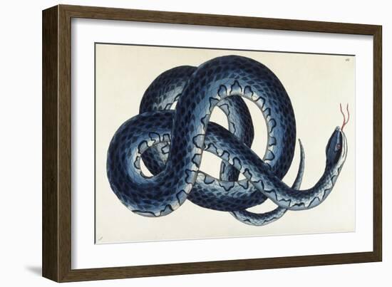 Southern Water Snake-Frederick Polydor Nodder-Framed Giclee Print