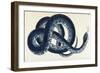 Southern Water Snake-Frederick Polydor Nodder-Framed Giclee Print