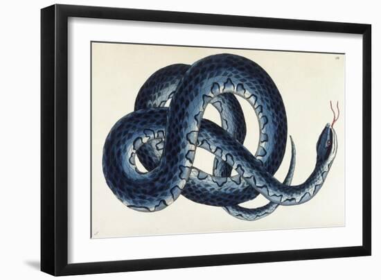 Southern Water Snake-Frederick Polydor Nodder-Framed Giclee Print