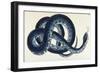 Southern Water Snake-Frederick Polydor Nodder-Framed Giclee Print