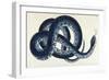 Southern Water Snake-Frederick Polydor Nodder-Framed Giclee Print