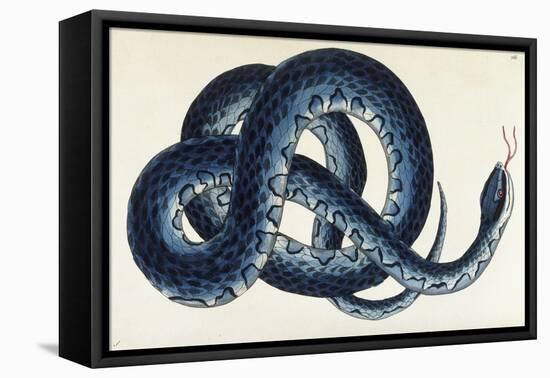 Southern Water Snake-Frederick Polydor Nodder-Framed Stretched Canvas