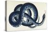 Southern Water Snake-Frederick Polydor Nodder-Stretched Canvas