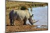 Southern White Rhino, Kwandwe Game Reserve, Kwandwe, South Africa.-Kymri Wilt-Mounted Photographic Print