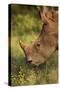 Southern white rhinoceros (Ceratotherium simum simum), Kruger National Park, South Africa-David Wall-Stretched Canvas