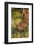 Southern white rhinoceros (Ceratotherium simum simum), Kruger National Park, South Africa-David Wall-Framed Photographic Print