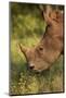 Southern white rhinoceros (Ceratotherium simum simum), Kruger National Park, South Africa-David Wall-Mounted Photographic Print
