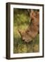 Southern white rhinoceros (Ceratotherium simum simum), Kruger National Park, South Africa-David Wall-Framed Photographic Print