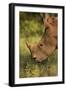 Southern white rhinoceros (Ceratotherium simum simum), Kruger National Park, South Africa-David Wall-Framed Photographic Print