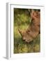 Southern white rhinoceros (Ceratotherium simum simum), Kruger National Park, South Africa-David Wall-Framed Photographic Print