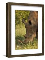 Southern white rhinoceros (Ceratotherium simum simum), Kruger National Park, South Africa-David Wall-Framed Photographic Print