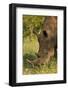 Southern white rhinoceros (Ceratotherium simum simum), Kruger National Park, South Africa-David Wall-Framed Photographic Print