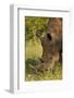 Southern white rhinoceros (Ceratotherium simum simum), Kruger National Park, South Africa-David Wall-Framed Photographic Print