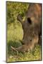 Southern white rhinoceros (Ceratotherium simum simum), Kruger National Park, South Africa-David Wall-Mounted Photographic Print