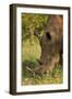 Southern white rhinoceros (Ceratotherium simum simum), Kruger National Park, South Africa-David Wall-Framed Photographic Print