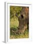 Southern white rhinoceros (Ceratotherium simum simum), Kruger National Park, South Africa-David Wall-Framed Photographic Print