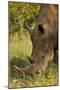 Southern white rhinoceros (Ceratotherium simum simum), Kruger National Park, South Africa-David Wall-Mounted Photographic Print