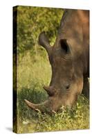 Southern white rhinoceros (Ceratotherium simum simum), Kruger National Park, South Africa-David Wall-Stretched Canvas