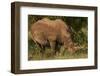 Southern white rhinoceros (Ceratotherium simum simum), Kruger National Park, South Africa-David Wall-Framed Photographic Print