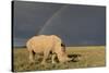 Southern White Rhinoceros Feeding with Rainbow-null-Stretched Canvas