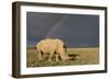 Southern White Rhinoceros Feeding with Rainbow-null-Framed Photographic Print