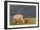 Southern White Rhinoceros Feeding with Rainbow-null-Framed Photographic Print