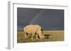 Southern White Rhinoceros Feeding with Rainbow-null-Framed Photographic Print