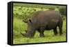 Southern white rhinoceros, Kruger National Park, South Africa-David Wall-Framed Stretched Canvas