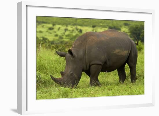 Southern white rhinoceros, Kruger National Park, South Africa-David Wall-Framed Photographic Print