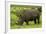 Southern white rhinoceros, Kruger National Park, South Africa-David Wall-Framed Photographic Print