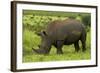 Southern white rhinoceros, Kruger National Park, South Africa-David Wall-Framed Photographic Print